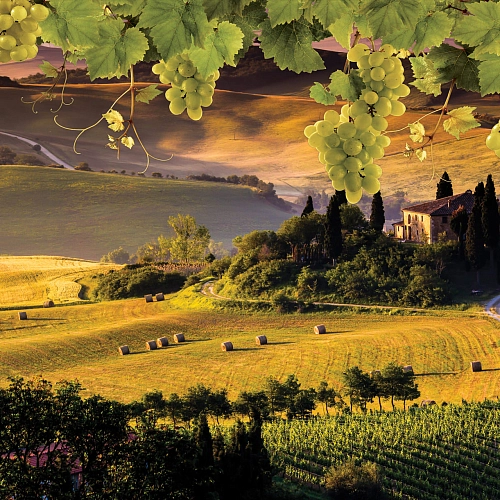 Partner Соло (Solo) 2331P8